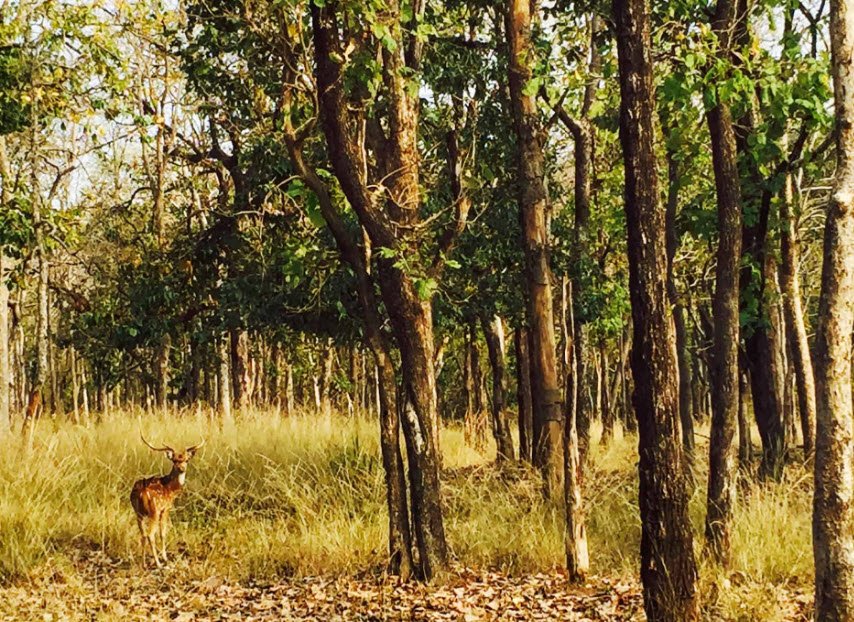 Pench Wildlife Sanctuary, Seoni, Madhya Pradesh - Vushii.com Pench Wildlife Sanctuary, Seoni, Madhya Pradesh - Vushii.com